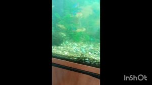 Замена воды в аквариуме 22/04/2026