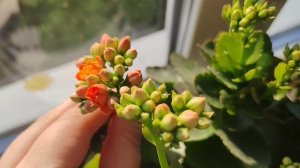 смотрю на окно в деревне