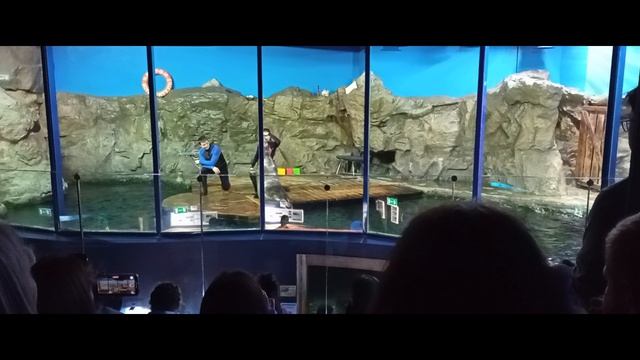 кормят тюленей