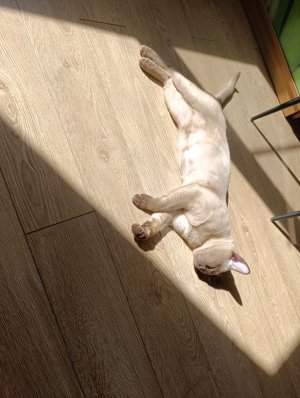 готовим какао!!!