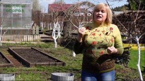 Первая подкормка озимого чеснока!