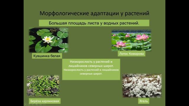 биология 551.группа-23.04.26.251группа-24.04.26.151 группа-170426 Приспособленность организмов