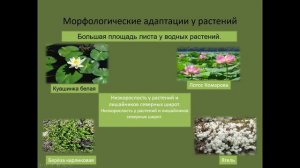 биология 551.группа-23.04.26.251группа-24.04.26.151 группа-170426 Приспособленность организмов