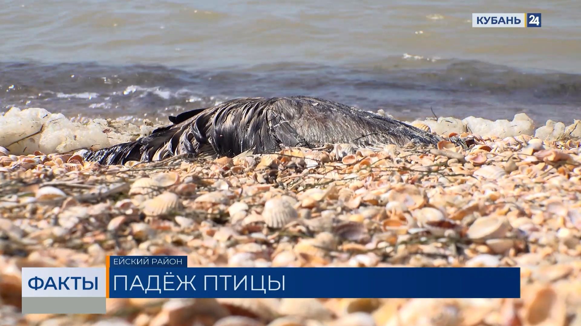 ФАКТЫ. Выпуск от 22.04.2026