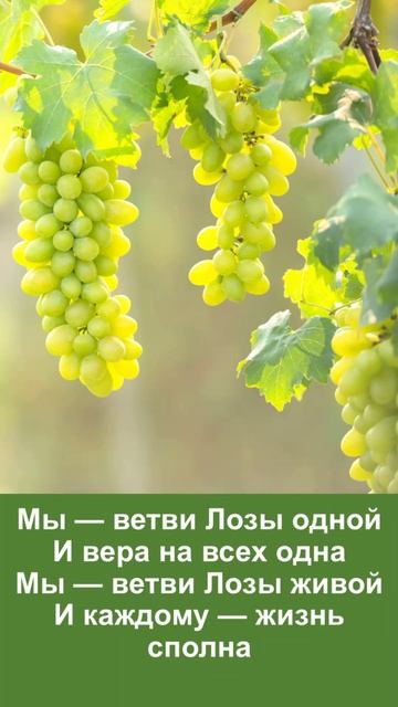 Мы ветви лозы одной