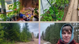 Вся рассада переехала в теплицу ,прогулка ,немного о себе расскажу.