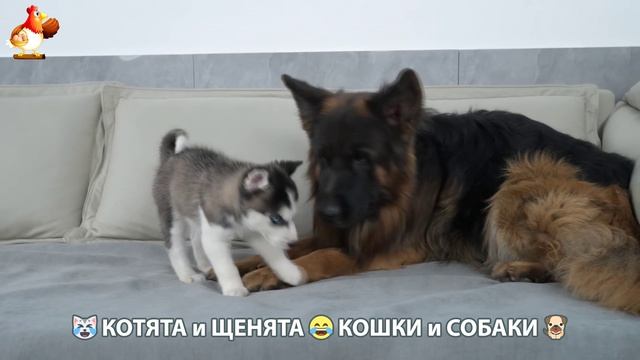 Котята и щенята 🐈🐶 Кошки и собаки 🤗 Про животных (16)
