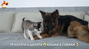 Котята и щенята 🐈🐶 Кошки и собаки 🤗 Про животных (16)