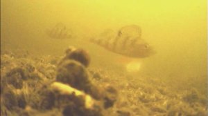 Шлюзовая дамба.17.04.2026.