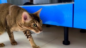 Влог/ Дома 3 кота. Их игры. Готовлю горячие бутерброды