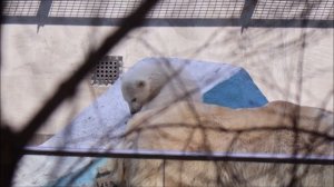 Медвежонку нравится топтаться по спине Герды, но она его отругала 21.04.2026