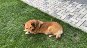 ВЛОГ Мои покупки ! Хочу пересадить домашние растения ! Купила всё необходимое !