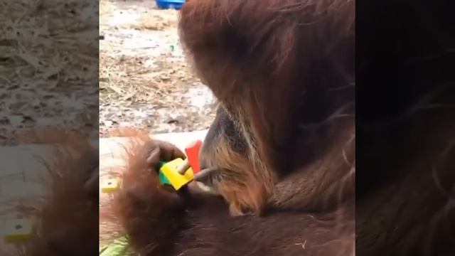 Мастер на все губы.