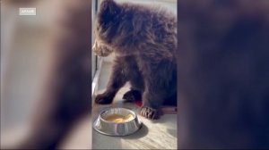 Спасенного на Байкале медвежонка перевезли в Карелию