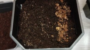 4. Биогумус своими руками. дождевой червь Старатель.Новоселье.