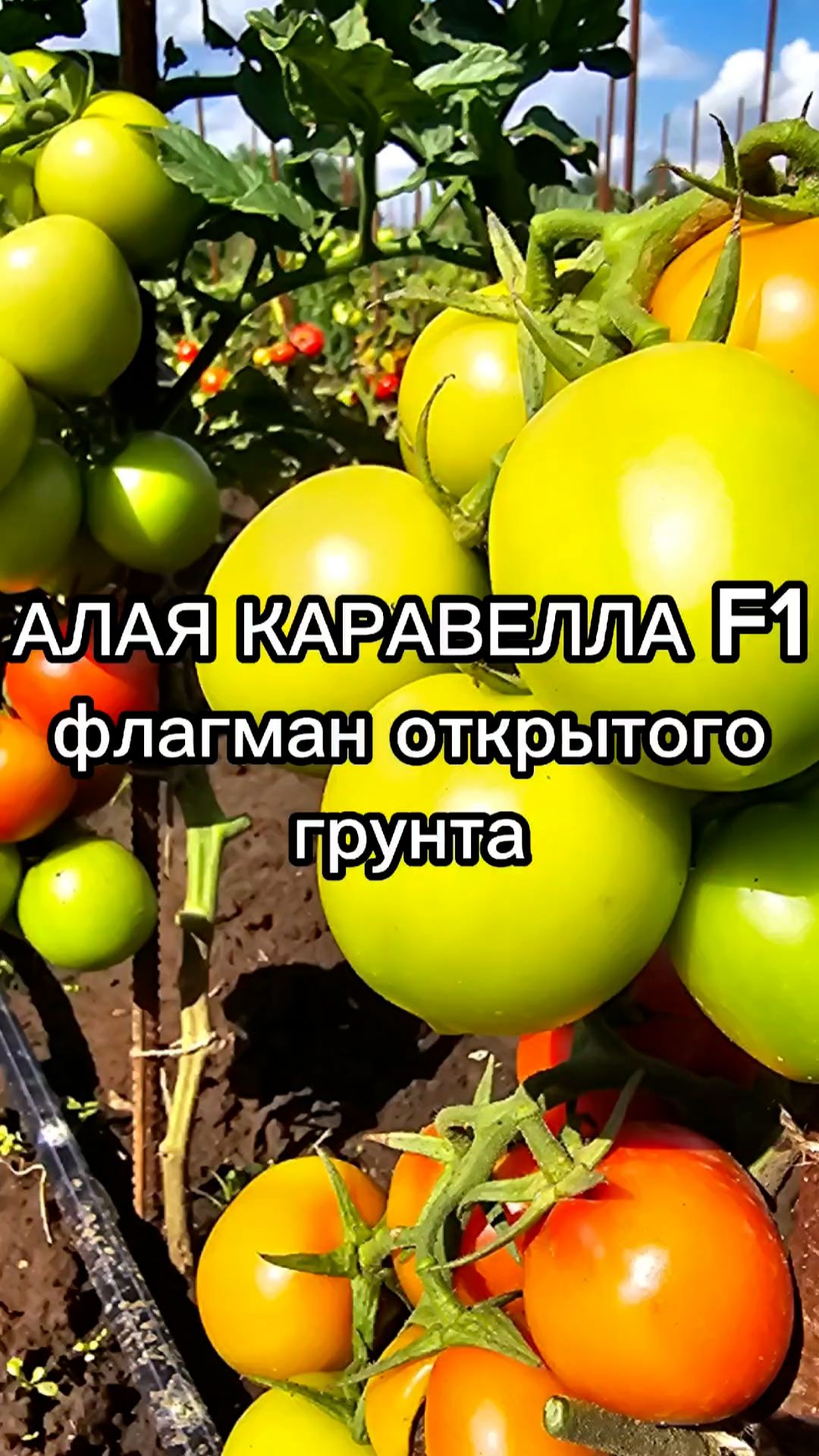 Как получить ОГРОМНЫЙ урожай томатов?