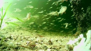 1000013430.mp4Волга гл.2м.22.04.2026г.