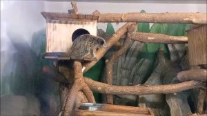 Бинтуронги пообщались с любимым кипером, покушали и пошли пить молочко у мамы 21.04.2026