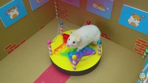 Хомячок убегает из лабиринта гигантских крокодилов! часть 1