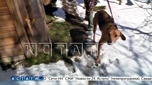 Щенок, которого покусала бешеная лиса, напал на своего хозяина