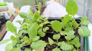 22-04-2026Шёл третий день холодов😶🌫️Как и чем помогаю рассаде пережить холода🌱😉