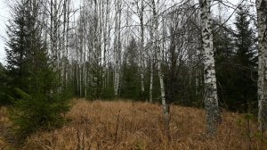 В ЛЕСНОЙ ДЕРЕВНЕ 4 СЕРИЯ