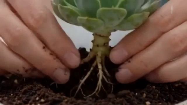 👟⚡  Лайфхаки КРОССОВКИ → КЛУМБА ЗА 5 МИНУТ: Лайфхак, который спасёт твои старые вещи! 🔥🌱