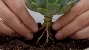 👟⚡  Лайфхаки КРОССОВКИ → КЛУМБА ЗА 5 МИНУТ: Лайфхак, который спасёт твои старые вещи! 🔥🌱