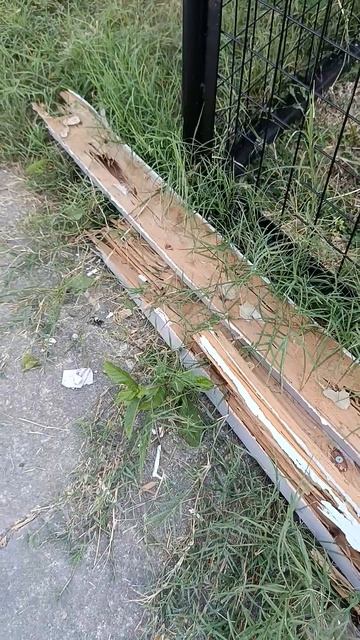 Жук легко съест дверь вам #жизньнафилиппинах #семьявместе #филиппины