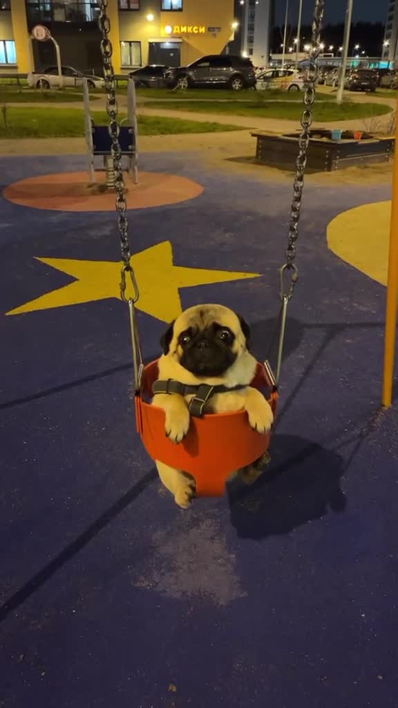 #видео #животные #Милые