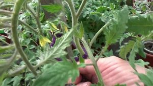 Томаты в теплице подвязываю ВОСЬМЕРКОЙ. Показываю как. 21.04.2026.