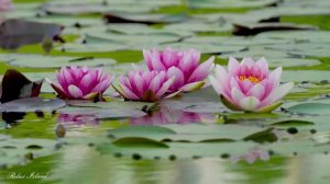 🌷 ВЕСЕННЯЯ ОЧЕНЬ КРАСИВАЯ МУЗЫКА ДЛЯ ДУШИ 🎵 МУЗЫКА ДЛЯ СНА 🎵 РАССЛАБЛЯЮЩАЯ МУЗЫКА ДЛЯ МЕДИТАЦИИ