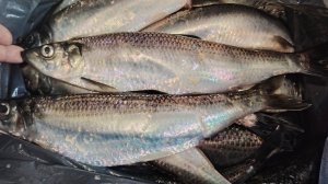 Рыбалка руками ловлю селёдку | Весь Сахалин за селёдкой Эльдорадо | Ужас много рыбы 😆