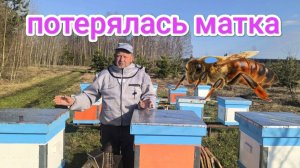 Пропала матка у пчёл после зимовки. Пчеловодство Владимирской области.