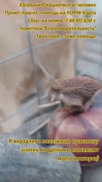 НАС107106хвостиков  1человек!