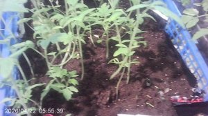 Обзор нашей другой рассады томатов