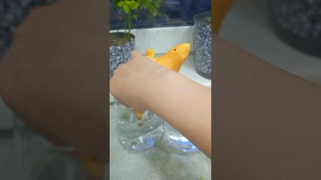 распаковка загадочной ящерки. Что она от всех скрывает?