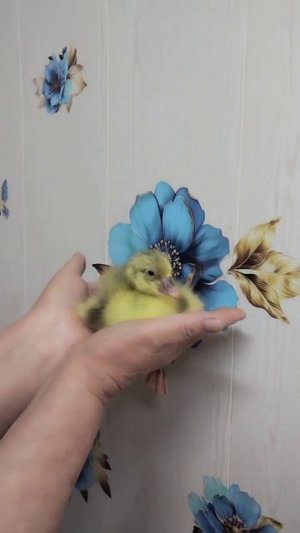 Мы с гусенком говорим Вам Доброе утро!