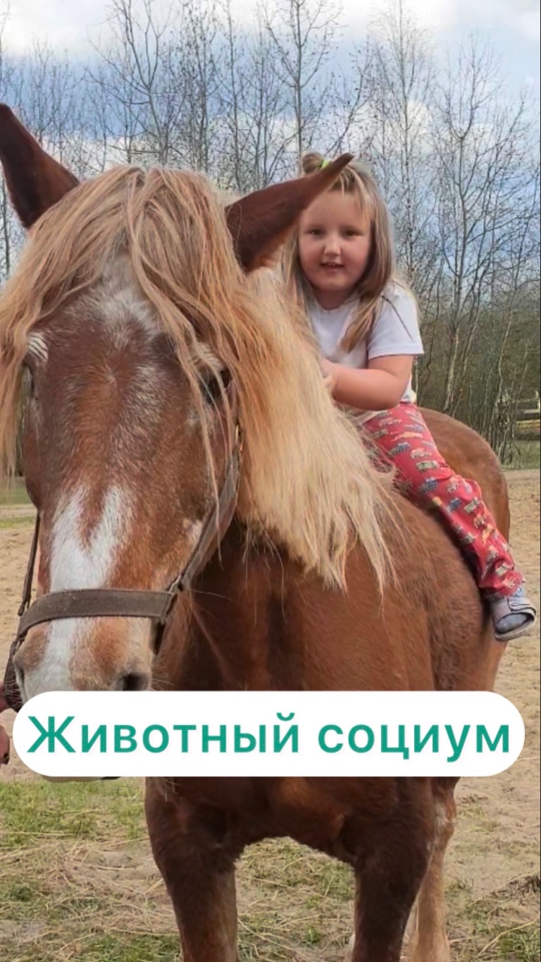 Животный социум