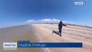 Охотники в Ейском районе обеспокоены гибелью водоплавающих птиц