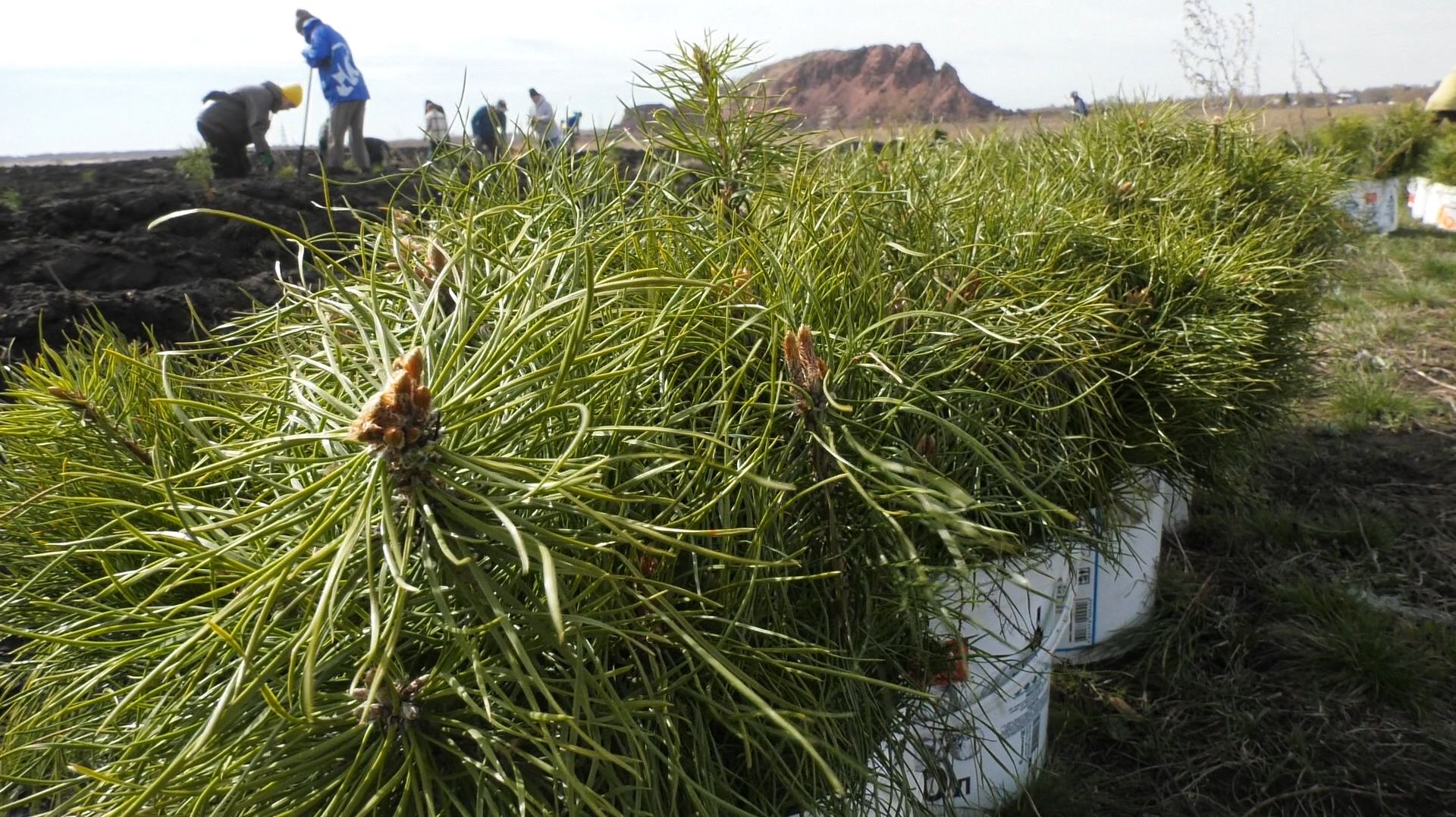 В Копейске посадили саженцы сосны