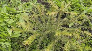 Огородные дела. Теплица. Готовлю 😀