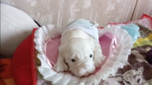 VlOG с ванилькой.Табо щенок.кормление и тд .🐕🐕🐕