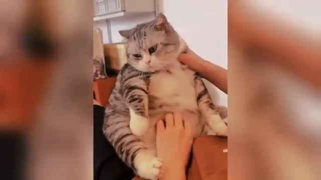 Смешные видео с домашними животными 🤣 прикольно и смешно 🐕🦺🐕🐤🐈⬛💃🏻