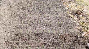 сибирский огород