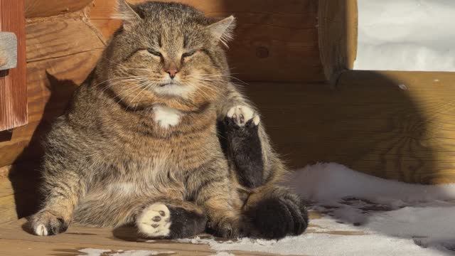 Наблюдаем за лесным котом Барсиком. ДНЕВНИК лесного кота - 6 марта 2026 года