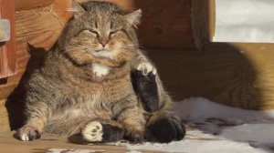 Наблюдаем за лесным котом Барсиком. ДНЕВНИК лесного кота - 6 марта 2026 года