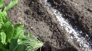 2371.   ВПЛ,Порей Веста в грядку