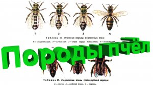 Плюсы и минусы разных пород пчёл. Как выбрать? Профессор Пашаян и Андрей Панышев 🐝📊