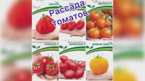 Рассада томатов. Пересадка сорт Кахури. 20.04.26